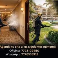 Servicio profesional de fumigación en recámara