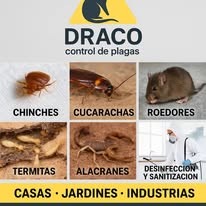 Diseño de servicios de Draco control de plagas